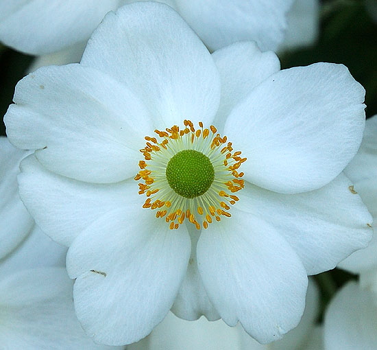 In flower at the Self-Realization Fellowship Lake Shrine, Malibu