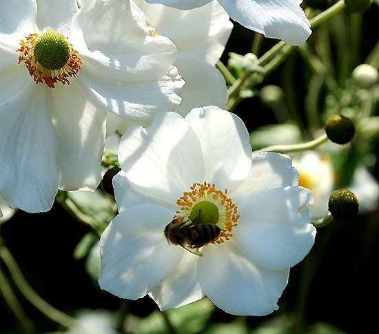 In flower at the Self-Realization Fellowship Lake Shrine, Malibu