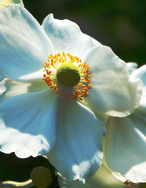 In flower at the Self-Realization Fellowship Lake Shrine, Malibu