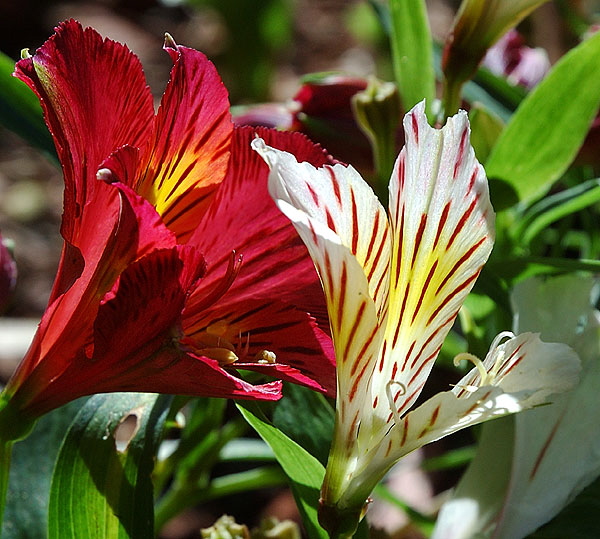 In flower at the Self-Realization Fellowship Lake Shrine, Malibu