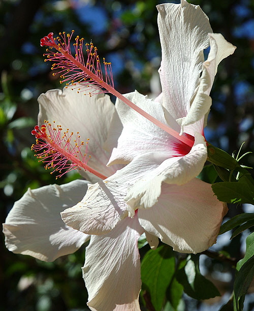 White Hibiscus - Hawaiian hibiscus, specifically, Hibiscus arnottianus
