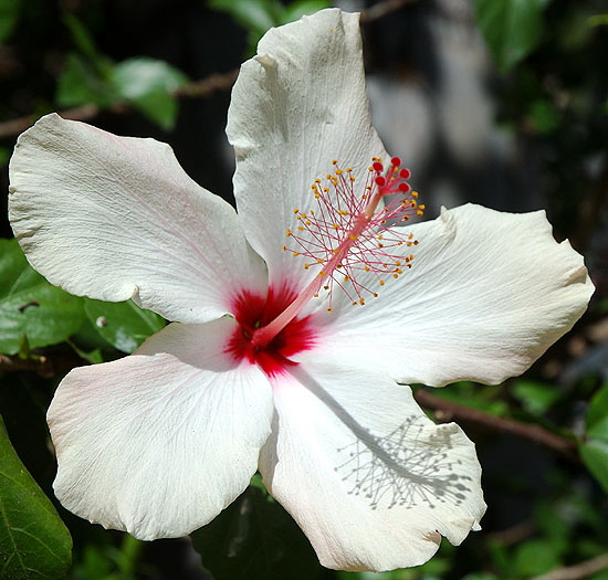 White Hibiscus - Hawaiian hibiscus, specifically, Hibiscus arnottianus