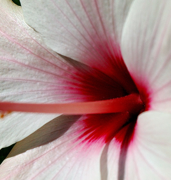 White Hibiscus - Hawaiian hibiscus, specifically, Hibiscus arnottianus