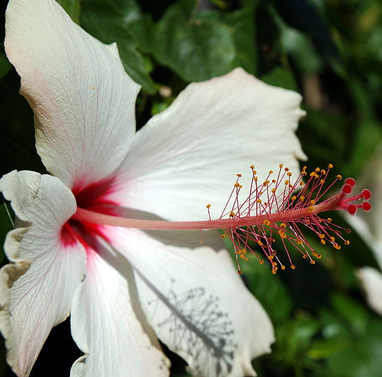 White Hibiscus - Hawaiian hibiscus, specifically, Hibiscus arnottianus