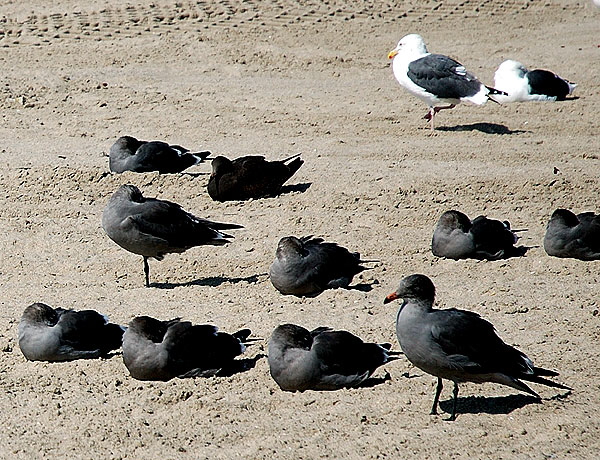 Gulls on sand, Venice Beach