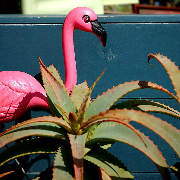 Plastic Pink Flamingo