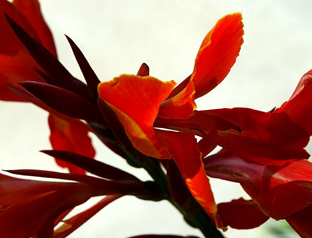 Red Calla Lily - long light and shadows