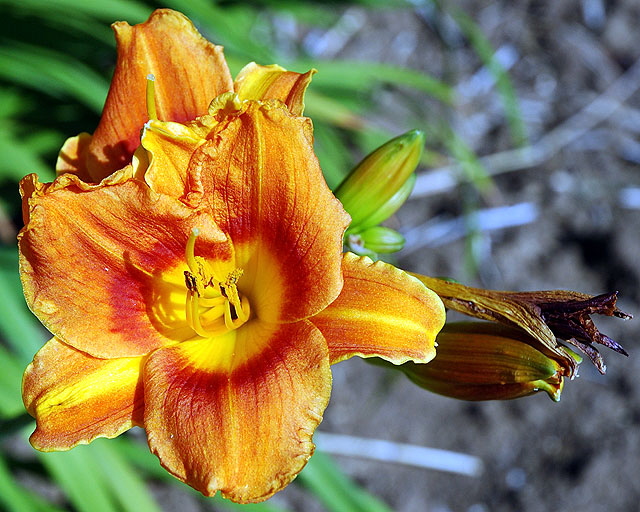 Orange daylily