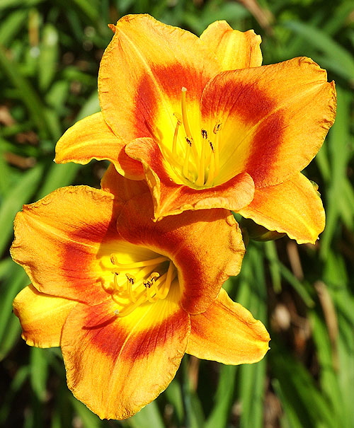 Orange daylily