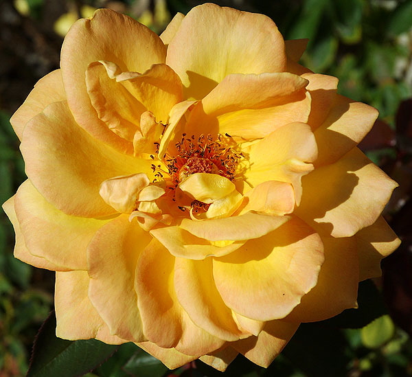 Orange rose