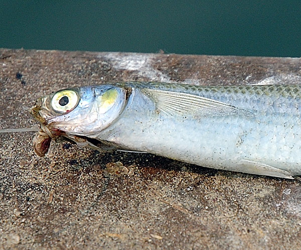 Bait on railing, Santa Monica Pier 