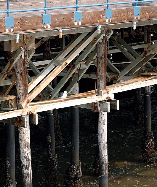 Santa Monica Pier - supports with  gull