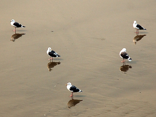 The afternoon the Santa Ana winds finally tapered off and the great Southern California firestorm of 2007 seemed to slow, the gulls on the beach in Santa Monica formed the victory sign.