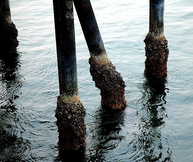 Santa Monica Pier - supports with mussels 
