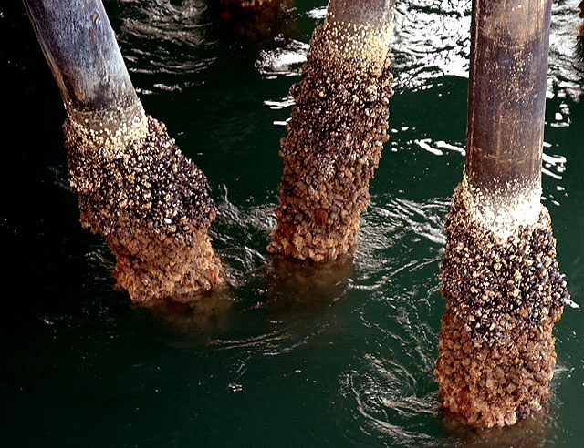 Santa Monica Pier - supports with mussels 