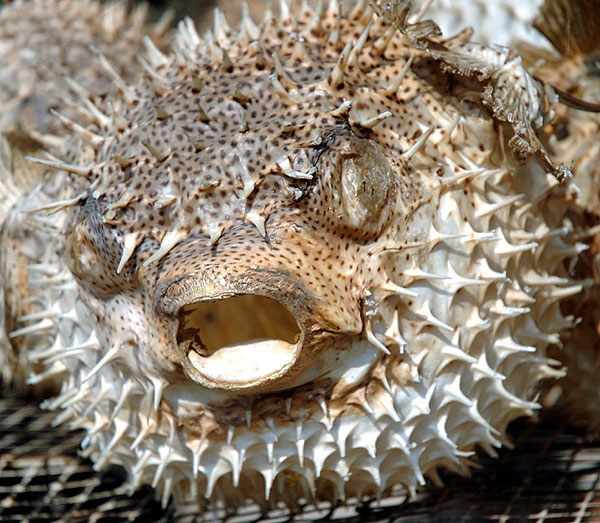 Blowfish lamp in antique store window, La Brea at Melrose