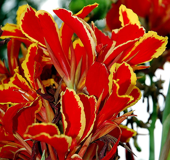 Red bloom, Sierra Bonita Avenue, Hollywood