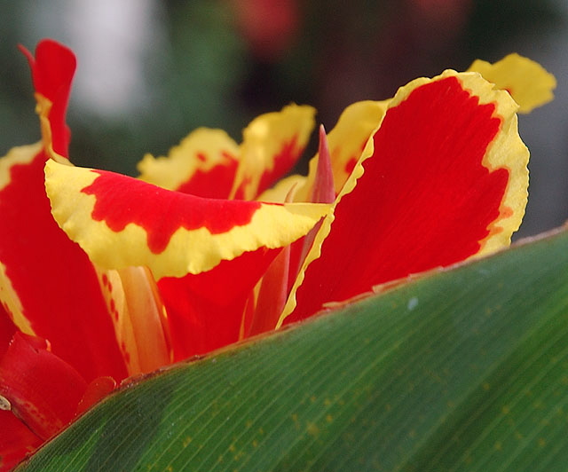 Red bloom, Sierra Bonita Avenue, Hollywood