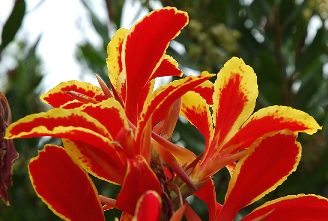 Red bloom, Sierra Bonita Avenue, Hollywood