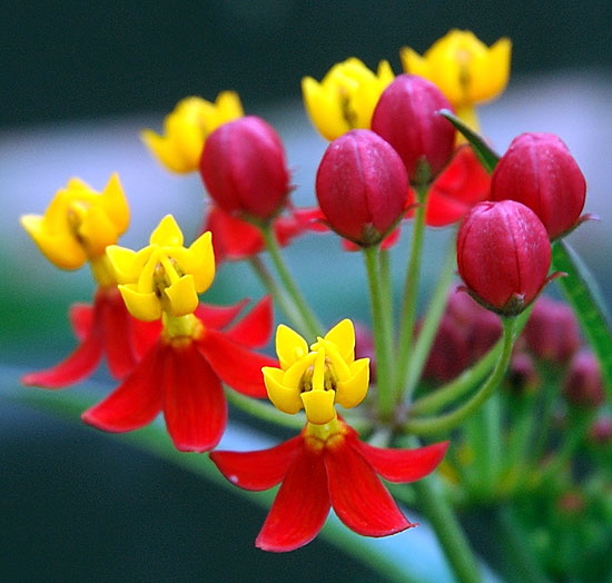 Red bloom, Sierra Bonita Avenue, Hollywood