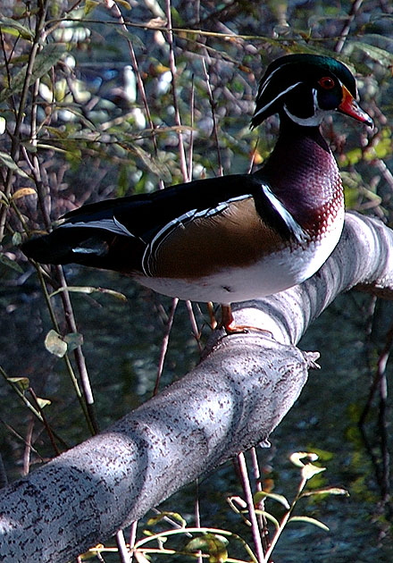 Duck, Heavenly Pond, Franklin Canyon, Santa Monica Mountains National Recreation Area, off Coldwater Canyon Drive, Beverly Hills