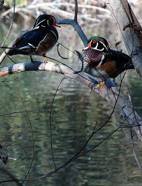 Ducks, Heavenly Pond, Franklin Canyon, Santa Monica Mountains National Recreation Area, off Coldwater Canyon Drive, Beverly Hills