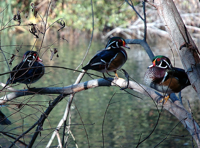 Ducks, Heavenly Pond, Franklin Canyon, Santa Monica Mountains National Recreation Area, off Coldwater Canyon Drive, Beverly Hills