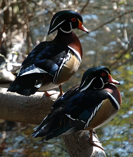 Ducks, Heavenly Pond, Franklin Canyon, Santa Monica Mountains National Recreation Area, off Coldwater Canyon Drive, Beverly Hills