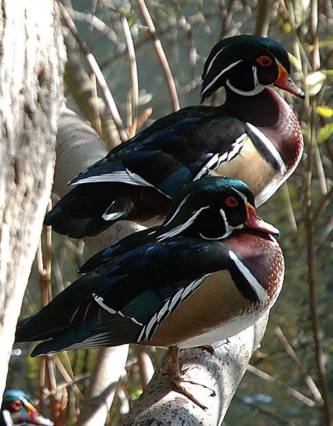 Ducks, Heavenly Pond, Franklin Canyon, Santa Monica Mountains National Recreation Area, off Coldwater Canyon Drive, Beverly Hills