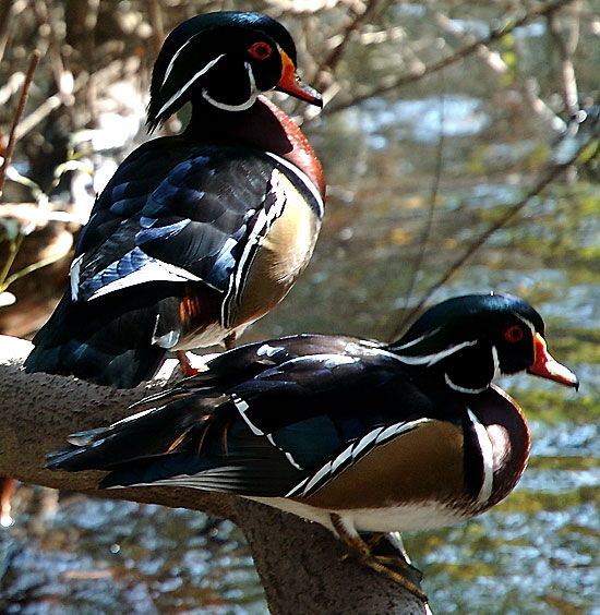 Ducks, Heavenly Pond, Franklin Canyon, Santa Monica Mountains National Recreation Area, off Coldwater Canyon Drive, Beverly Hills