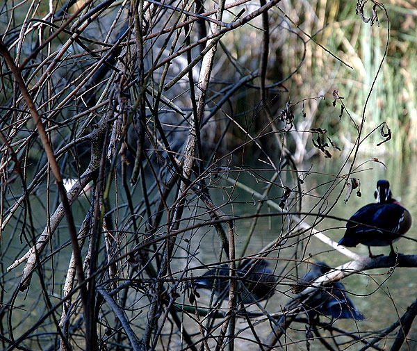 Ducks, Heavenly Pond, Franklin Canyon, Santa Monica Mountains National Recreation Area, off Coldwater Canyon Drive, Beverly Hills
