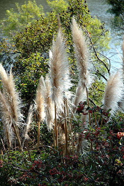 Pampas grass, Franklin Canyon Reservoir, Santa Monica Mountains National Recreation Area, off Coldwater Canyon Drive, Beverly Hills