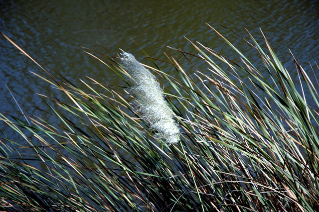 Pampas grass, Franklin Canyon Reservoir, Santa Monica Mountains National Recreation Area, off Coldwater Canyon Drive, Beverly Hills