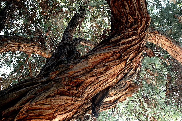 Tree trunk, Eucalyptus incrassata, Nichols Canyon, just above Hollywood