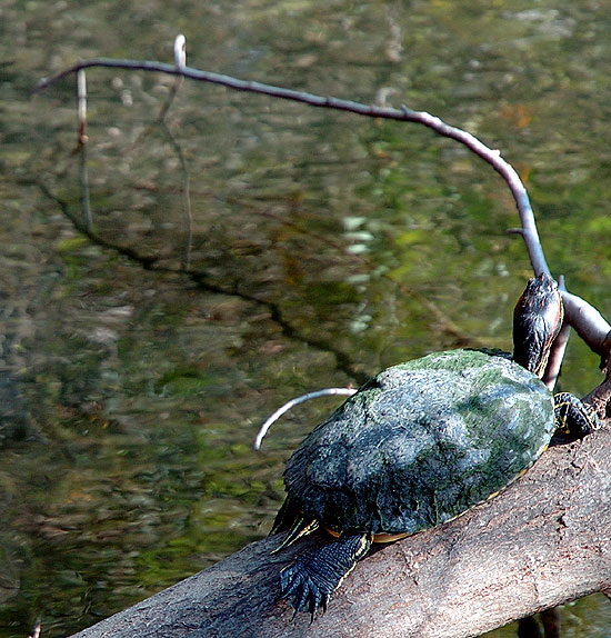Turtle sunning itself at Heavenly Pond, Franklin Canyon, Santa Monica Mountains National Recreation Area, off Coldwater Canyon Drive, Beverly Hills