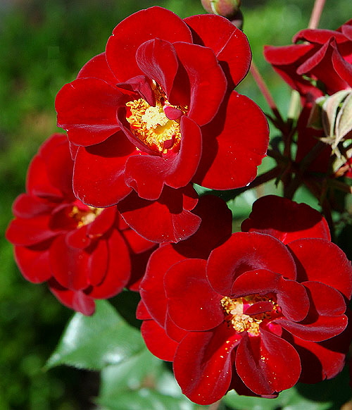 Roses, Beverly Gardens Park, Santa Monica Boulevard between Maple and Elm, Beverly Hills