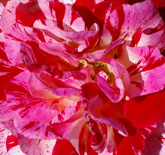 Rose, Beverly Gardens Park, Santa Monica Boulevard between Maple and Elm, Beverly Hills