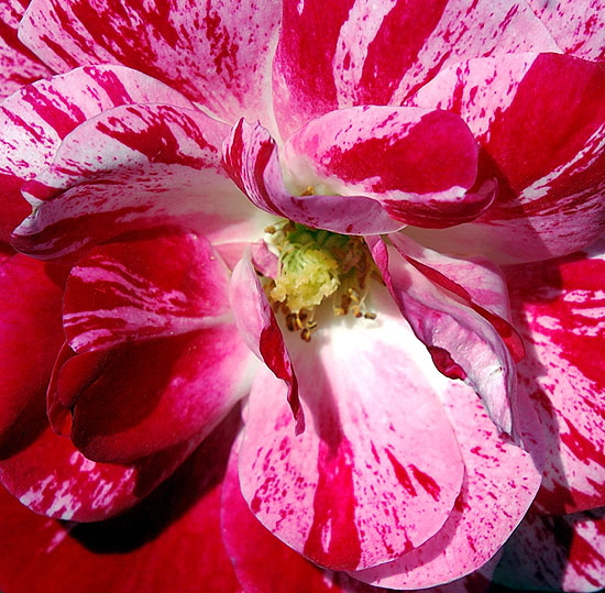 Rose, Beverly Gardens Park, Santa Monica Boulevard between Maple and Elm, Beverly Hills