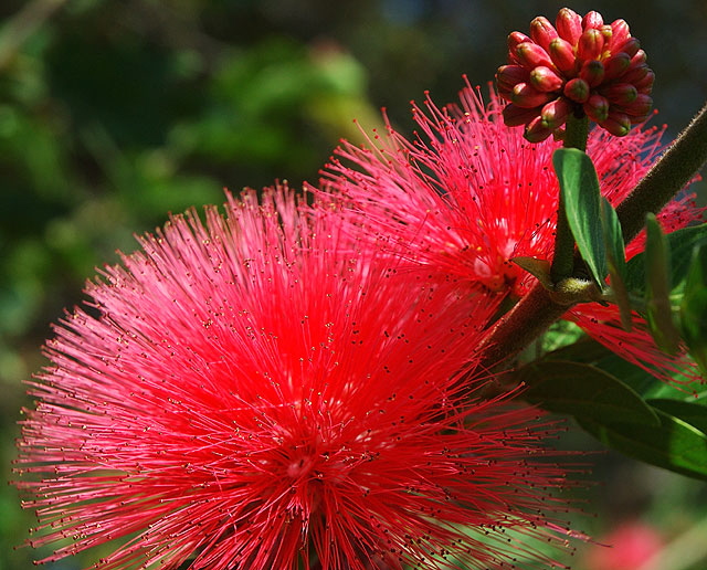 Bottlebrush Tree (Callistemon rigidus)