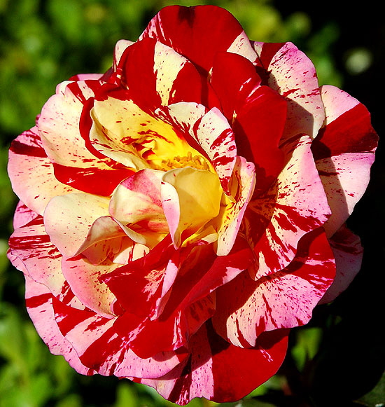 Rose, Beverly Gardens Park, Santa Monica Boulevard between Maple and Elm, Beverly Hills