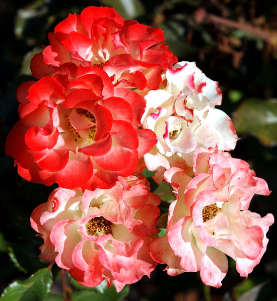 Roses, Beverly Gardens Park, Santa Monica Boulevard between Maple and Elm, Beverly Hills