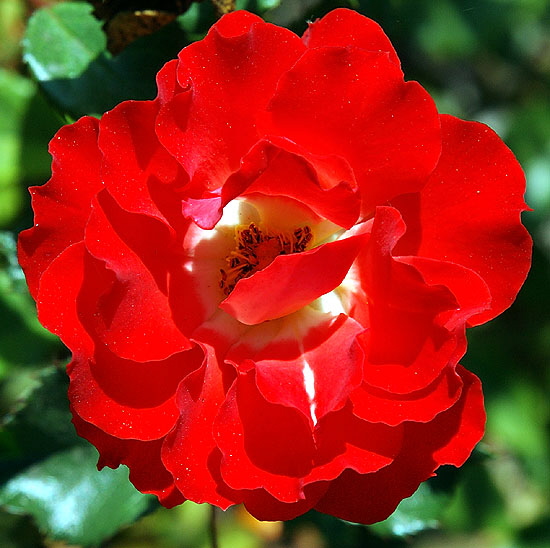 Rose, Beverly Gardens Park, Santa Monica Boulevard between Maple and Elm, Beverly Hills