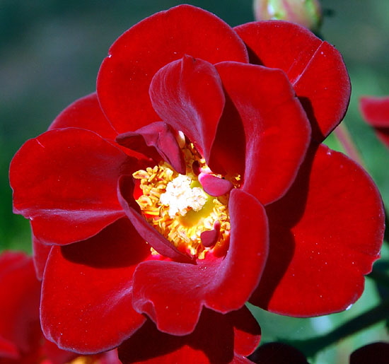 Rose, Beverly Gardens Park, Santa Monica Boulevard between Maple and Elm, Beverly Hills