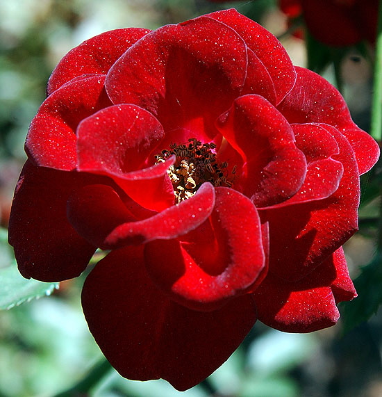 Rose, Beverly Gardens Park, Santa Monica Boulevard between Maple and Elm, Beverly Hills