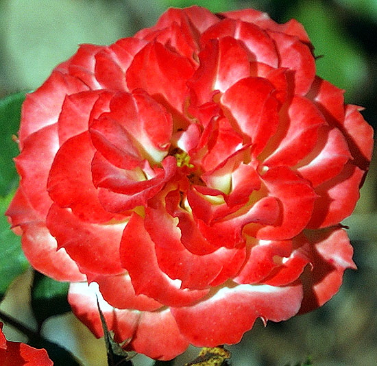 Rose, Beverly Gardens Park, Santa Monica Boulevard between Maple and Elm, Beverly Hills