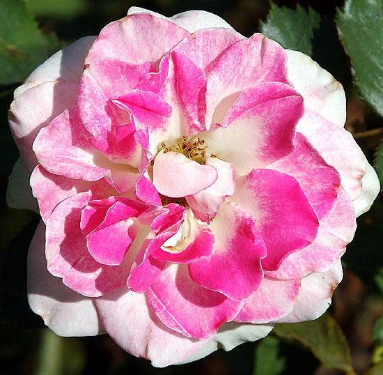 Rose, Beverly Gardens Park, Santa Monica Boulevard between Maple and Elm, Beverly Hills