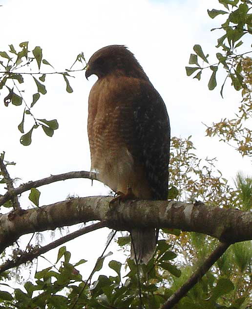 Red-shouldered Hawk