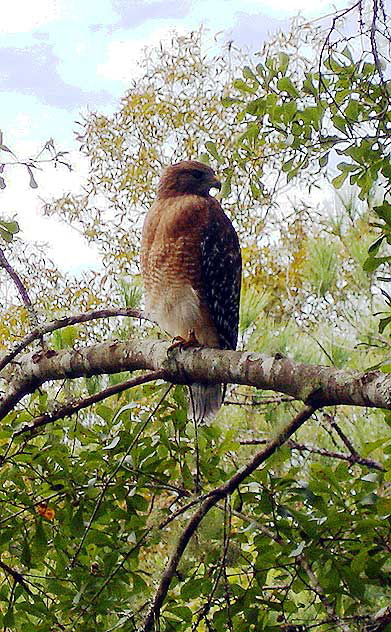 Red-shouldered Hawk