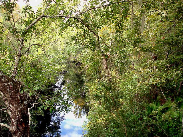 Some readers will remember the house in the trees, chronicled by musician-mason-writer Phillip Raines, and friend from Georgia.  He's been back - a view of the river from high in the branches, "the reflection is vibrant."