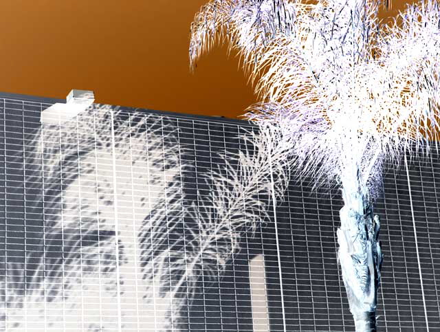 Negative Print, Hollywood Palm Trees